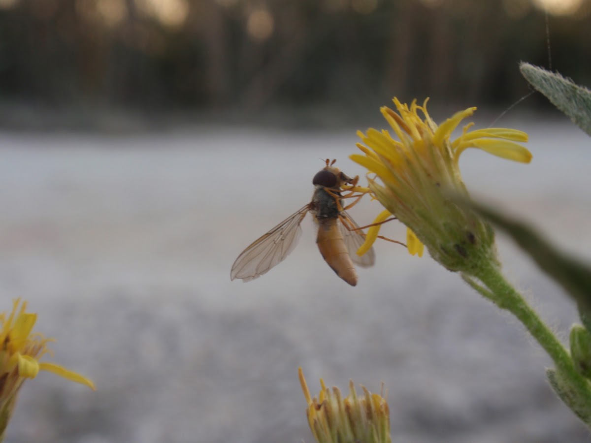 Hoverfly, flower fly, syrphid fly