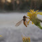 Hoverfly, flower fly, syrphid fly