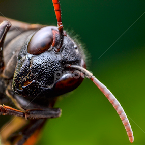 The Hornet Eyes by Mohammad Khairizal Afendy - Animals Insects & Spiders