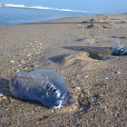 Portuguese Man 'O War Jellyfish