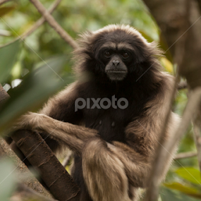 Just hangin' by Cheryl Waring - Animals Other Mammals