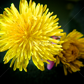 Flower by Yu Tsumura - Flowers Flower Arangements