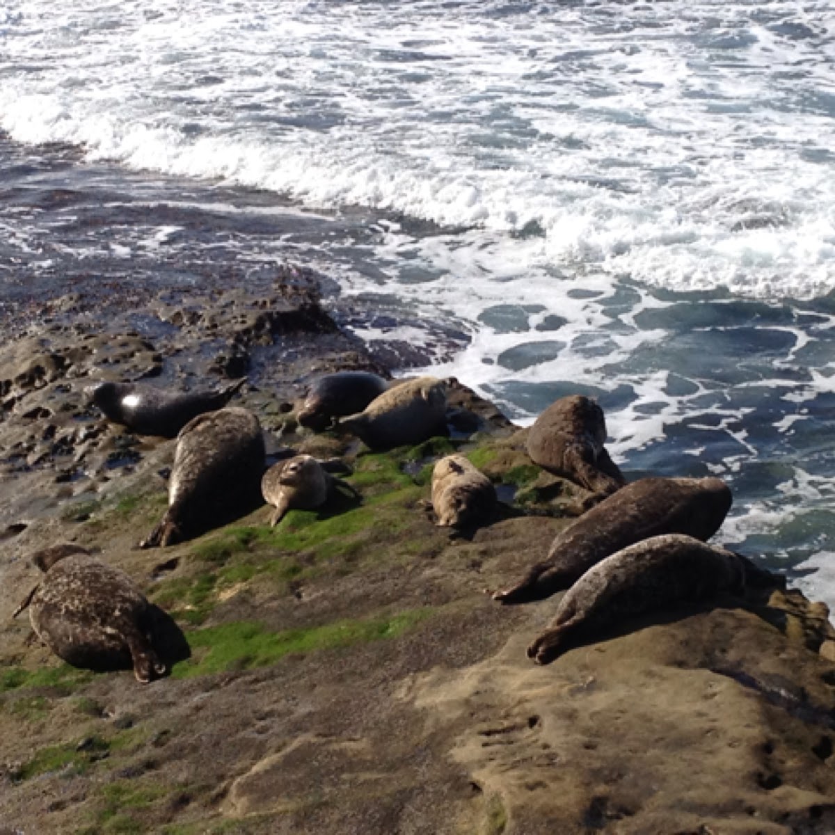 Harbor seal