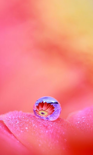 Dew Flower Live Wallpaper