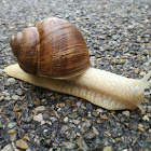 Grapevine Snail