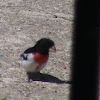 Rose-Breasted Grosbeak