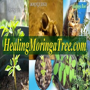 Healing Moringa Tree.apk 1.1.1.7