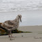 (Juvenile) Western Gull