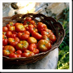 tomato-ingredient-(3)_218