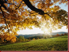 Maple leaves in Autumn.