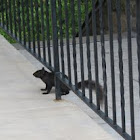 Black Squirrel 