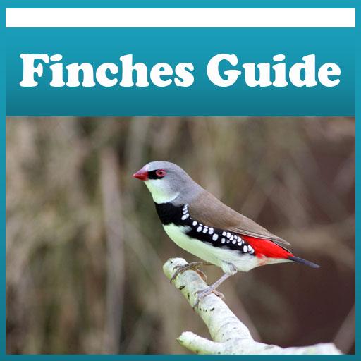 Finches Care Guide Tips