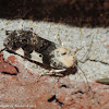Exposed bird dropping moth