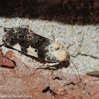 Exposed bird dropping moth