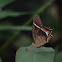 Mariposa del sotobosque