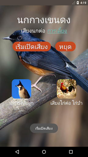 นกกางเขนดง