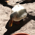 Pekin Duck (domestic duck)