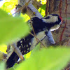 Downy Woodpecker(Male)