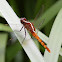 Fiery Skimmer Dragonfly (female)