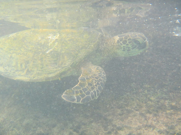 Green Sea Turtle | Project Noah