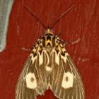 Two-spots Tiger Moth