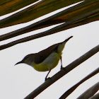 Purple-rumped Sunbird