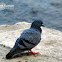 Common Pigeon or Rock Dove or Blue Rock Pigeon