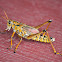 eastern lubber grasshopper