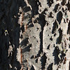 Hackberry Tree Bark