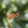 Feather-legged Spider