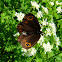 Woodland Ringlet