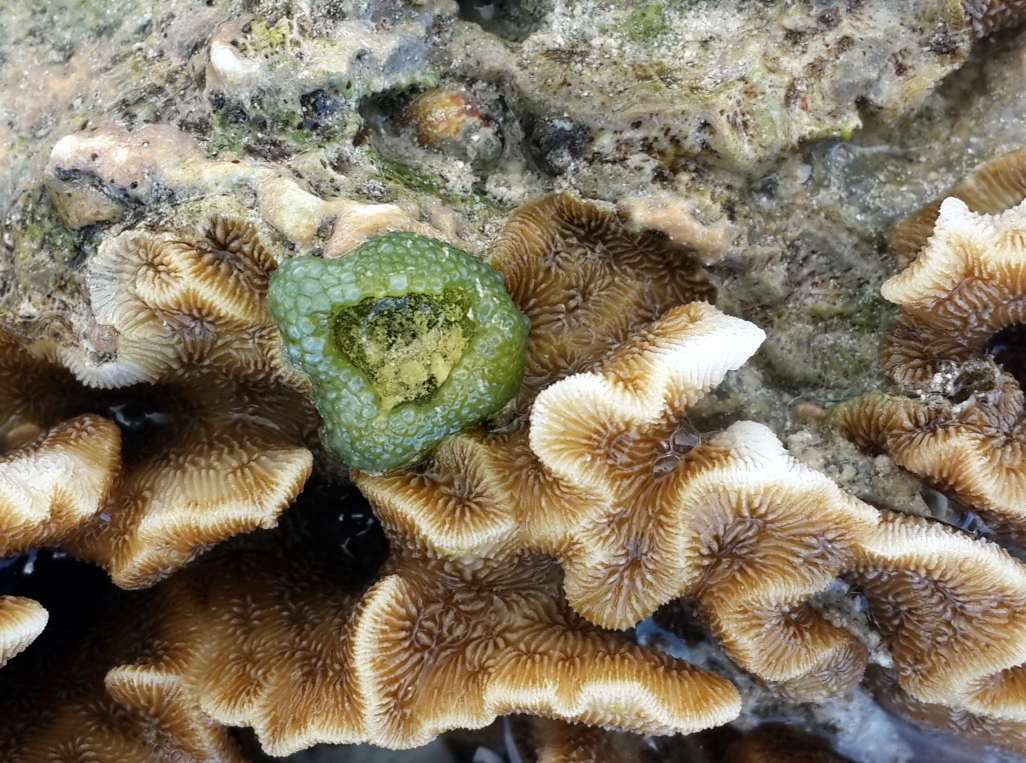 Soft small green coral