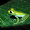 La Loma Treefrog