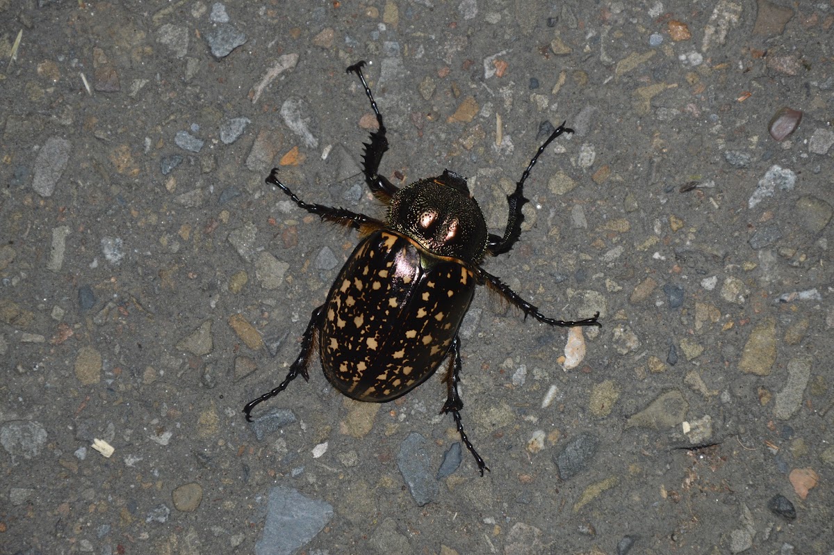 臺灣長臂金龜 / Formosan long-armed scarab