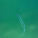 Pennantfish or Diamond Trevally (Juvenile)