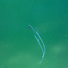 Pennantfish or Diamond Trevally (Juvenile)