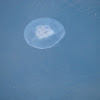 Jelly fish