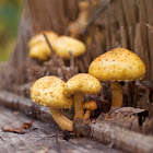 Sharp-scaly pholiota