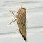 Four-Spotted Clover Leafhopper