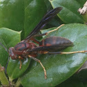 Mason wasp