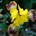 Yellow German Iris