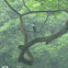 Male collared kingfisher