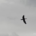 Great Cormorant 