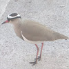 CROWNED PLOVER