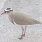 CROWNED PLOVER
