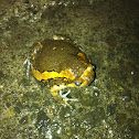 Flower pot toad