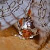 Tiger Moth, laying eggs