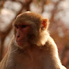 Indian rhesus macaque