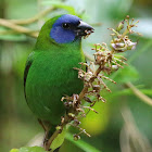 Blue-faced Parrot Finch