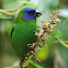 Blue-faced Parrot Finch